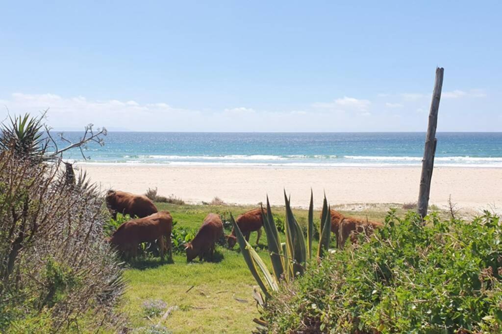 טריפה Bolonia Beach Campus מראה חיצוני תמונה